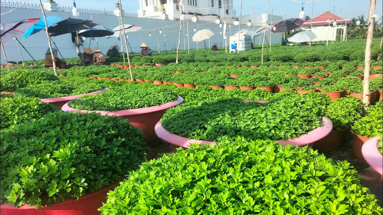 Thời điểm ngắt cơi cuối và ngắt điện cho mâm xôi hàn(26/10al) #cucmamxoi #flowers #flowers