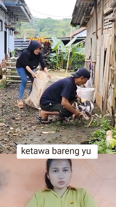 pencuri ayam kurang beruntung 😂 (bantu subscribe) #shortslucu #lucu #comedy #bosmudatv