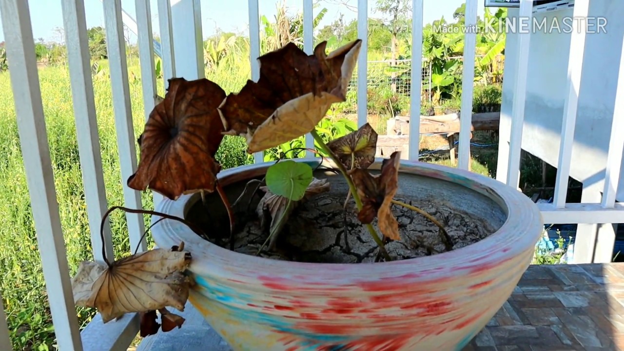 วิธีทำสาว