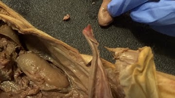 CMorales Bio 240 Week 7 Video