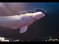 A tale of a whale  hvaldimirs journey in norway