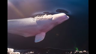 A Tale of a Whale  Hvaldimir's Journey in Norway