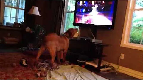 Dog watching Dancing with the Stars