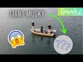 MUSKY FISHING in Minocqua Wisconsin (CAUGHT ON DRONE!!) *musky caught*