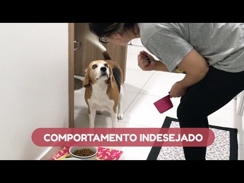 Vídeo: Como corrigir um cão que não vem quando é chamado