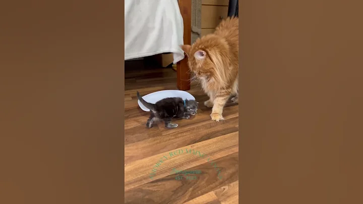 Video 10492631: european maine coon kitten, maine coon mom, mainecoon