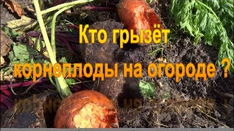 Кто грызёт овощи на огороде