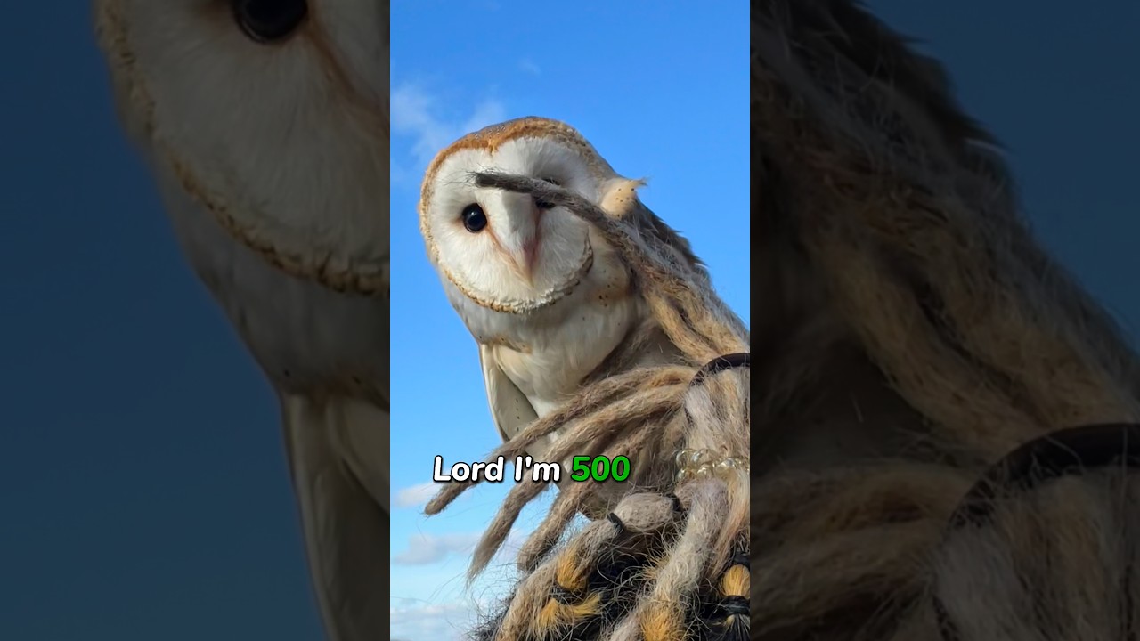 Skies are beautiful Caz you fly in it 🦉❤️ #sky #birds #lovesong