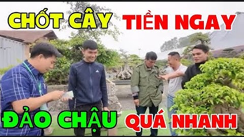 Đảo Chậu - Chốt Cây Cọc Ngay Tại chỗ / Triển Lãm Bonsai Nghệ Thuật Mùa Xuân 2025
