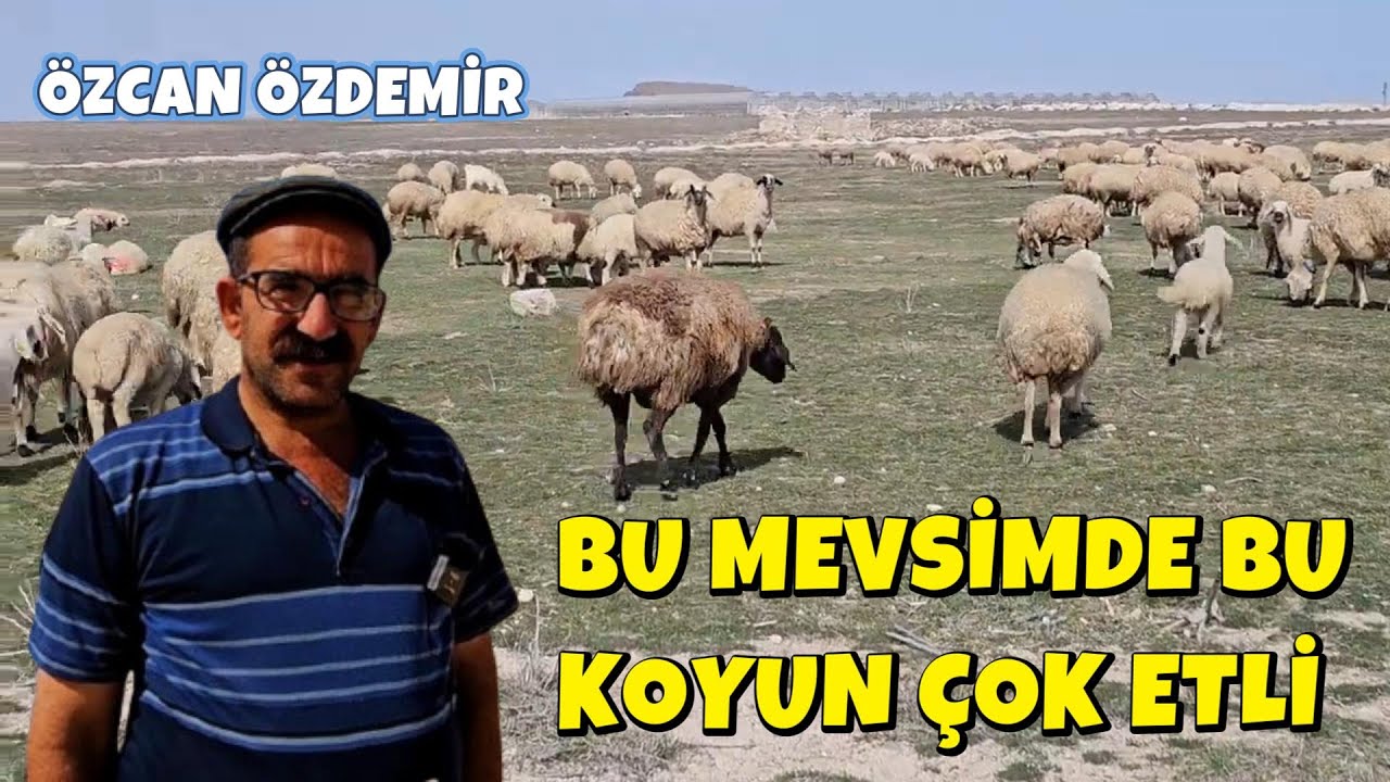 BU MEVSİMDE BU KOYUN ÇOK ETLİ
