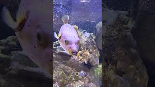 “He showed me his TEETH 😳🐡 Smartest fish in the ocean?”
