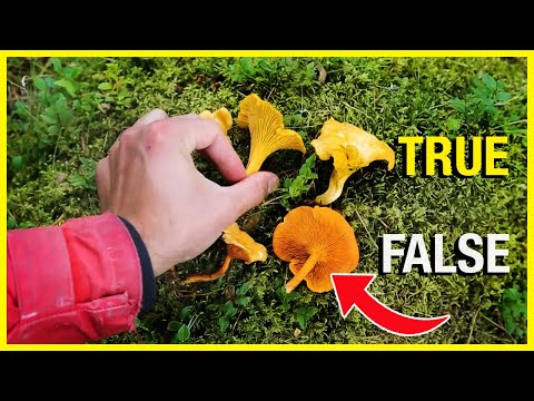 Video: How To Distinguish Chanterelles From False Ones