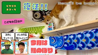 【暇な人限定】ピタゴラネコっち#12~鯉のぼり、ウェルカムだニャン~Welcome carp streamer by タマ王 TAMAO feat. 青木マーケ㈱ 931 views 4 weeks ago 3 minutes, 40 seconds