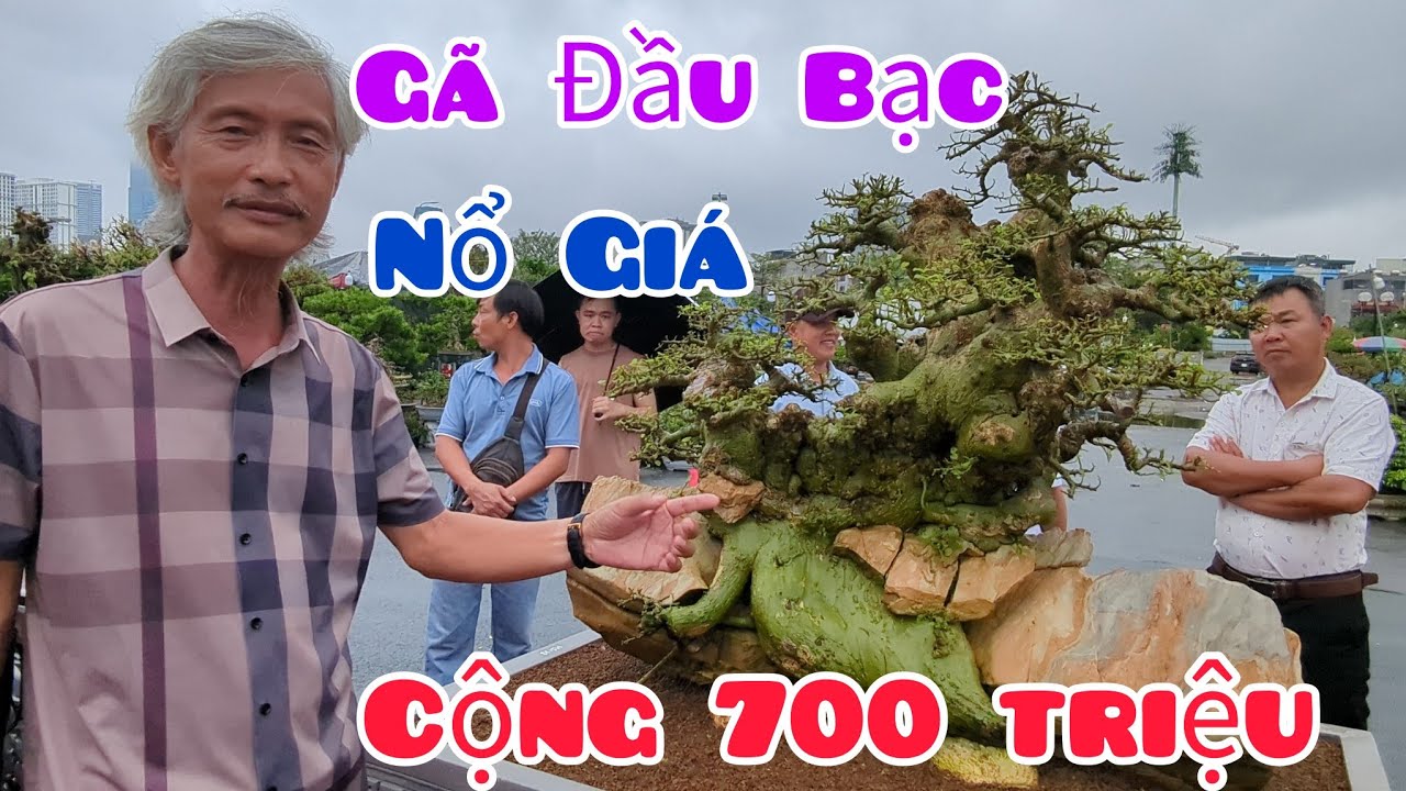 Gã Đầu Bạc nổ giá cộng 700 triệu cây Duối Nhè Đá mới giao dịch ngày hôm qua tại Festival Hà Nội