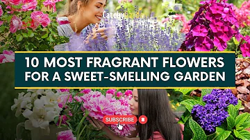 10 Most Fragrant Flowers for a Sweet Smelling Garden 🌸🌹🌺 // Catchy Garden