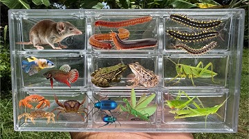 I Catching insects in the garden, I got Betta fish, Etruscan shrew, Millipede, grasshopper, frog,