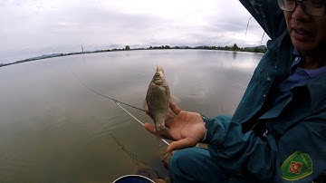 Câu cá tự nhiên vẫn thích/câu đài tự nhiên