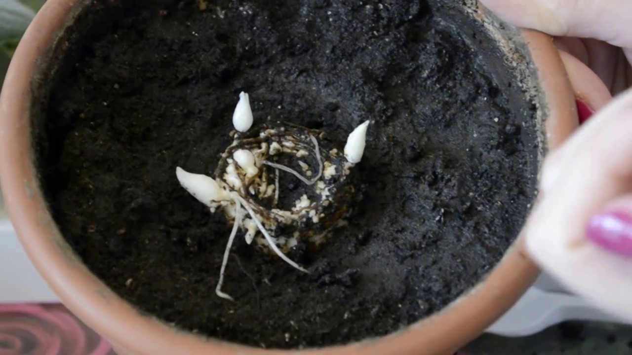 гиацинт размножение луковицами. размножение луковицами. гиацинт размножение. гиацинт размножение вырезанием донца. размножение гиацинтов луковицами.