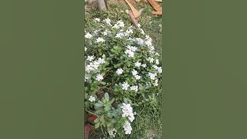 Thumbnail of #cosmos #plants #growingup #mm_grafting #youtubeshorts