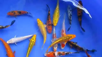 Bán cá chép koi nhỏ