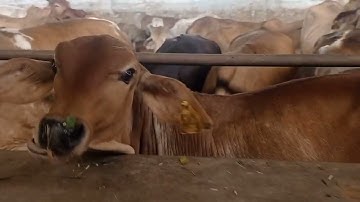 How To Joint Picture Editing Remove Background in Photoshop cc #22- PBN Tech