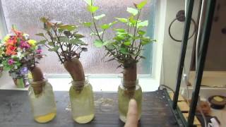 How To Grow Sweet Potato Slips: Week 4