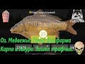 Русская рыбалка 4. Оз. Медвежье. Точка для Фарма всех видов Карпа и Амура. Взял трофа Карпа.