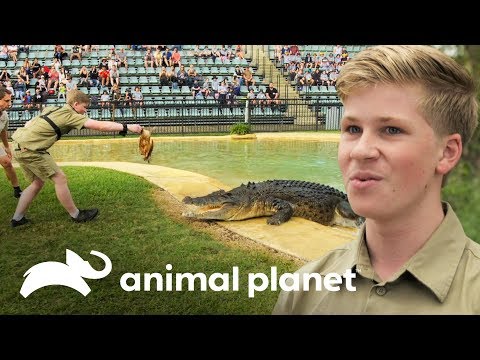 Vídeo: Como Costurar Um Crocodilo