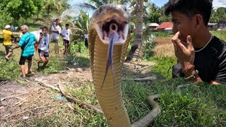 MONTERS KING COBRA COBRA PRINCE NAKAGAT