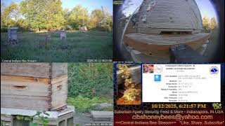 2025/10/13 Back Yard Honey Bee Buzz, Birds, Traffic & More Sounds - Indianapolis, IN