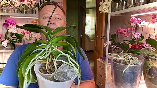 ОМОЛОДИТЬ ОРХИДЕИ и из одной орхидеи получить 2 ИТОГ через 4 месяца