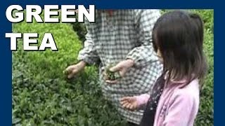 Hand-picking Japanese green tea (shin-cha) 手摘み日本茶 - Abandoned Japan 日本の廃墟