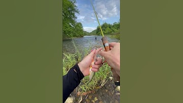 Câu là dễ với cách câu cá suối không bao giờ sợ móm #cauca #fishing #caulure #minhquangmomthu