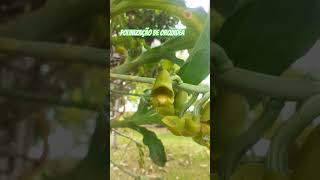 Catasetum fimbriatum sendo polinizada!