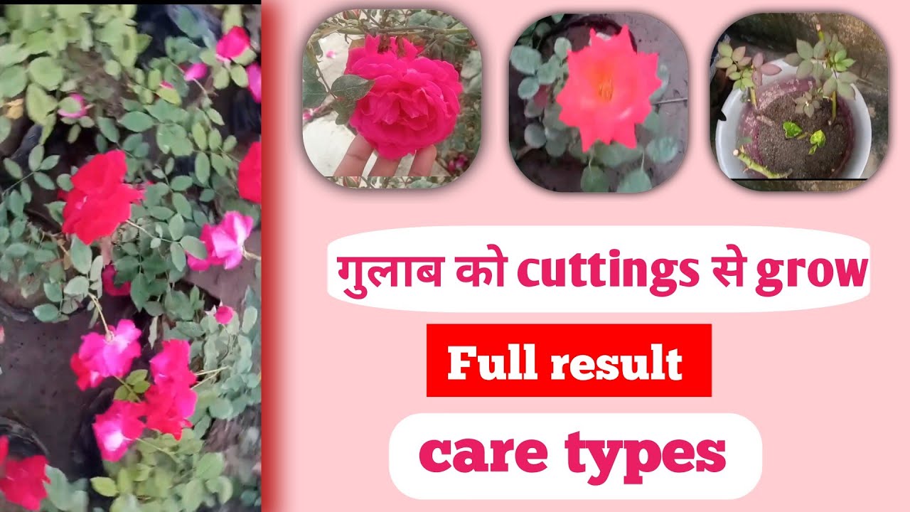Rose plant ke grow kese kare 🤫Full result and care types 🤭गुलाब के पौधे की  केयर टिप्स🤔