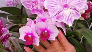 Эквестрис родил | Орхидея гибнет Лечить бесполезно |  Орхидеи НЕ сдаются