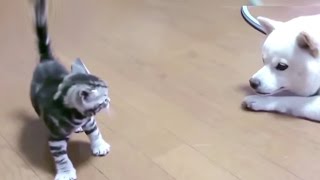 FUNNY PETS  Dog Meeting Kitten for the First Time (HD) [Funny Pets]