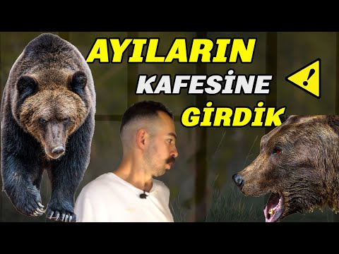 Hiçbir Şekilde Kurtuluşunuz Olmadığı Bir Yırtıcı | AYILAR / Park Of İstanbul'da Ayı Besledik!