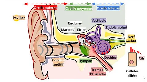 Quels sont les os de l'oreille ?