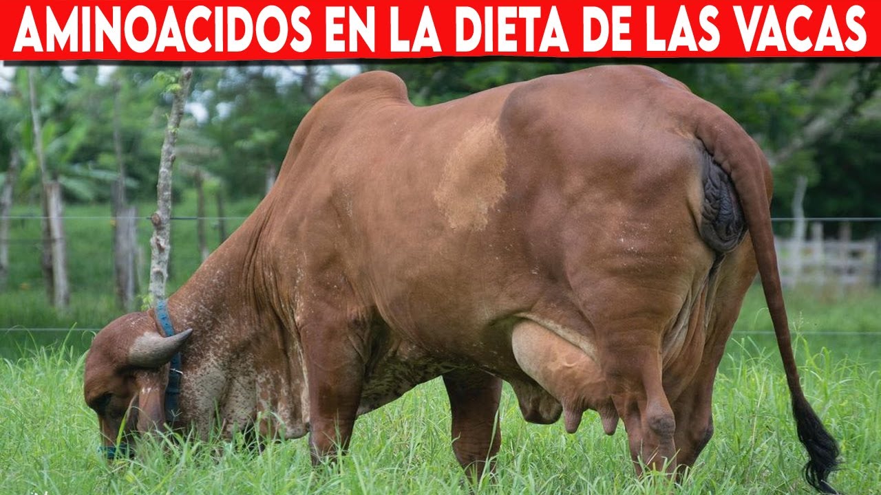 🔴 Los Aminoácidos En La DIETA De Las VACAS LECHERAS✅ Vacas Lecheras // Gado Leitero