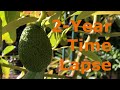 2-Year Time Lapse of Avocado Trees Growing and Fruiting