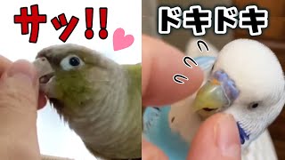 「お口拭いてあげる」と声をかけた時のインコたちの反応【再アップ】