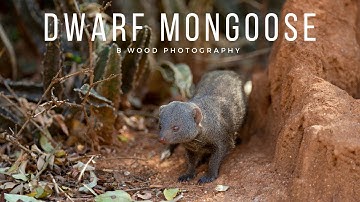 Dwarf Mongoose (Helogale parvula) | 3 Amazing Facts | The Kruger National Park  🐭
