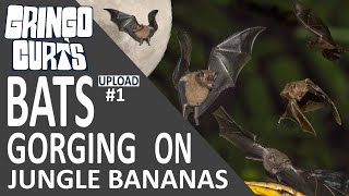 Slow Motion Jungle Bats