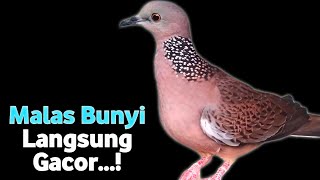 Suara Burung Tekukur Betina Gacor Memanggil Jantan Agar Bunyi