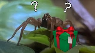 My Wolf Spider Surprised Me with This…