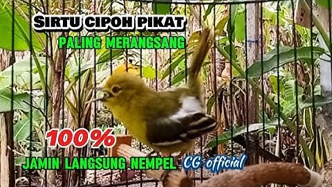 suara pikat burung sirtu paling ampuh!! suara betina ribut manggil jantan@cipowgunungofficial7418