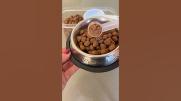 Give Your Dog the Gift of Holistic Wellness with Turkey Tail Mushroom!