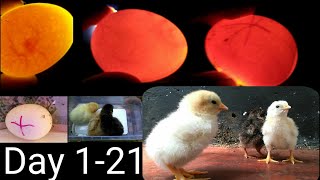 Chicken egg candling from 1-21 days|