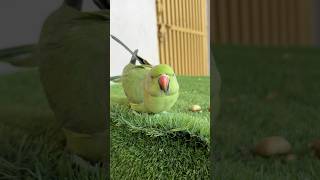 Indian Ringneck Talking Parrots #talkingparrot #parrot #shorts